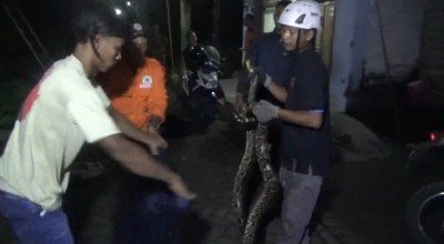 Kerap Makan Ternak Warga Jombang, Ular Sanca Kembang Sepanjang 4 Meter Dievakuasi Damkar
