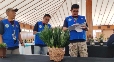 Melihat dari Dekat Kontes Sansevieria dan Agave di Kota Malang