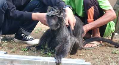 Tak Tega Lihat Beti Birahi, Warga Tulungagung Serahkan Lutung Jawa ke BKSDA Kediri
