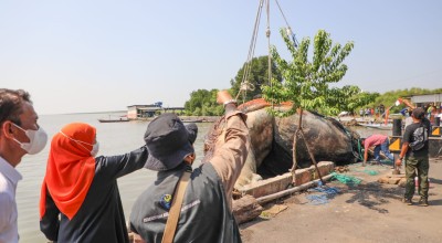 Bangkai Paus Balin Kenjeran Surabaya Masuk Museum Jatim Park, Khofifah: Menjadi Objek Wisata Edukasi Kemaritiman