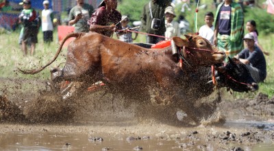 Potret Keseruan Karapan Sapi Brujul di Kota Probolinggo