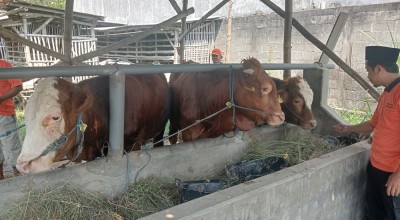 Mau Beli Sapi untuk Kurban Idul Adha? Datang Saja ke Dusun Kemuning Jombang
