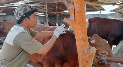 1000 Sapi di Jombang Divaksin Lumpyvax Jelang Idul Adha
