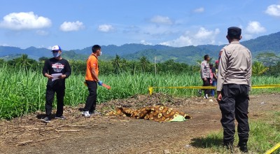 Pembacokan di Perkebunan PTPN XII Banyuwangi, 1 Tewas