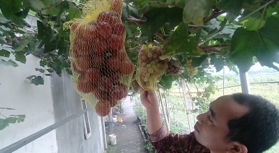 Menikmati Manisnya Cuan Budidaya Anggur Impor dari Halaman Rumah di Jombang