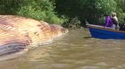 Bangkai Paus Bungkuk Ditemukan Terdampar di Pantai Kejawan Putih Surabaya