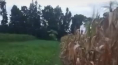 Bikin Nyesek, Jagung Petani di Kediri Ludes Diduga Dicuri saat Waktunya Panen