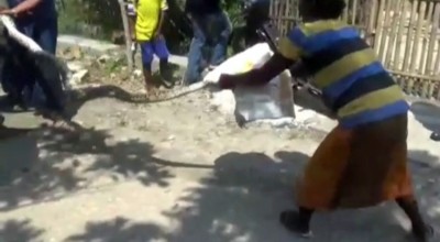 Heboh Ular Sanca Lilit Mesin Mobil TNI di Bangkalan