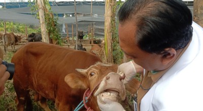 Cek Kesehatan Hewan Kurban di Surabaya Bisa Pakai Ear Tag Barcode