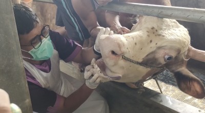 DKPP Kabupaten Kediri Antisipasi Hewan Berpenyakit Jelang Idul Adha