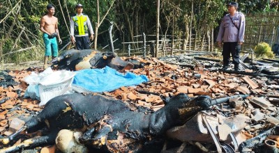 2 Sapi Kurban Terpanggang saat Kandang Terbakar Misterius di Pamekasan