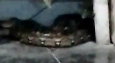 Ular Sanca Teror Warga Semampir Surabaya, 1 Korban Terluka Dirawat di Rumah Sakit