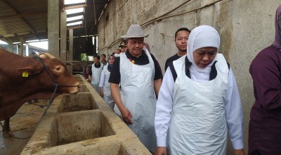 Gubernur Khofifah Kunjungi Lamongan, Pastikan Hewan Kurban di Jatim Surplus