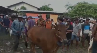 Harga Sapi di Bangkalan Naik, Permintaan Tinggi Jelang Idul Adha