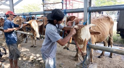 Jasa Salon Sapi di Pasar Hewan Terpadu Tulungagung Raup Cuan Berlipat