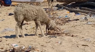 Kambing Pemakan Kertas di Probolinggo untuk Kurban Idul Adha, Gak Bahaya Tah?