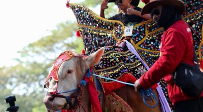Foto: Serunya Parade Hewan Ternak di Banyuwangi Livestock Contest 2023, Sapi 1,136 Ton Jadi Pemenang