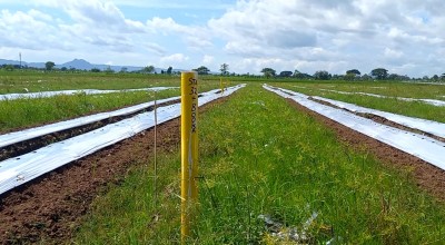Puluhan Hektare Lahan Produktif Terimbas Pembangunan Tol Kediri-Tulungagung
