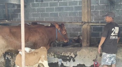 Pedagang Sapi Kurban di Kediri Tawarkan Garansi, Buruan Beli