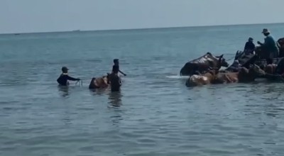 Sapi Madura Seberangi Laut untuk Naik Perahu ke Kalsel, Penuhi Permintaan Hewan Kurban
