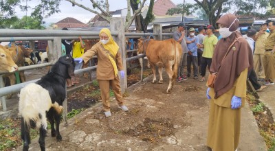 Ketersediaan Hewan Kurban di Trenggalek Surplus