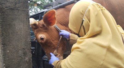 Kasus Lumpy Skin Disease di Trenggalek Naik karena Capaian Vaksin Rendah