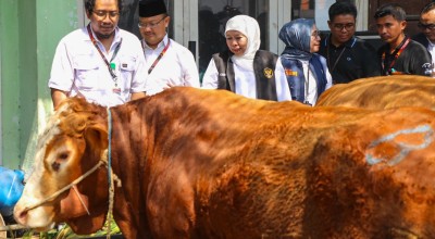 Pesan Gubernur Khofifah pada Seluruh Pengelola Rumah Potong Hewan di Jatim