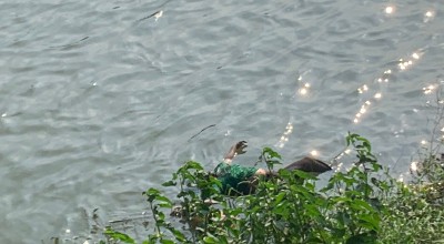 Identitas Mayat Wanita di Sungai Brantas Belakang Kafe Etanli Kediri Terungkap