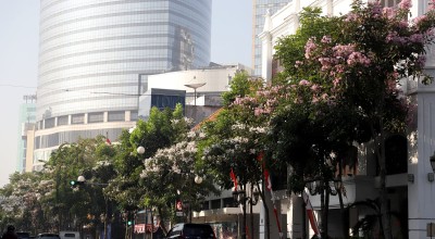 Jalanan Surabaya Bertabur Bunga Tabebuya