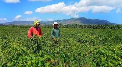 Harga Jual Cabai Petani Lojejer Turun Akibat Dampak Cuaca Buruk