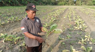 Cuaca Tak Menentu, Petani Tembakau di Bojonegoro Terancam Gagal Panen