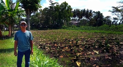 Curhat Petani Tembakau Ampel Jember Rugi Rp80 Juta akibat Banjir
