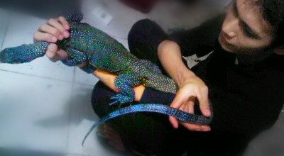 Ingin Pelihara Reptil, Kenali Dulu Jenis Hewan dan Bahaya Racunnya