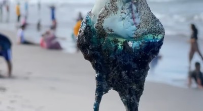 Mengenal Ubur-Ubur Bluebottle yang Invasi di Pesisir Selatan Pulau Jawa