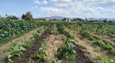 Ratusan Hektare Tembakau di Tulungagung Gagal Panen