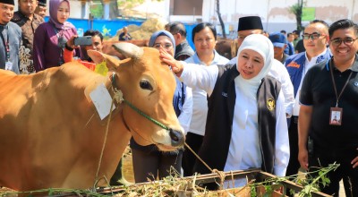 Jumlah Vaksinasi PMK di Jatim Tertinggi Nasional