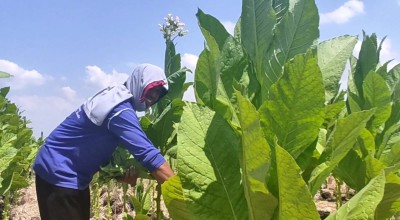 Cuaca Bersahabat, Petani Tembakau Lamongan Ucap Syukur Hasil dan Harga Meroket