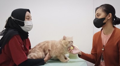 Awas! Kucing Kesayanganmu Bisa Terjangkit Rabies, Begini Pencegahannya