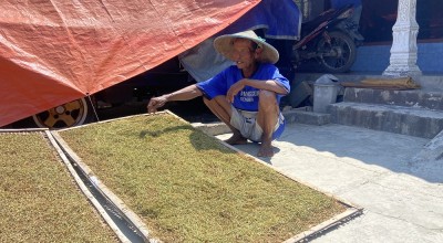 Panen Raya Tembakau di Ponorogo, Berkah Kemarau Panjang