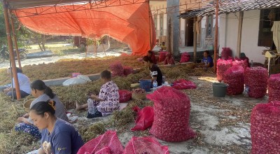 Harga Bawang Merah Terjun Bebas Musim Ini, Petani di Ponorogo Merugi