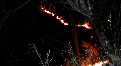 35 Hektare Hutan di Ponorogo Terbakar, Waspada Lur!
