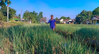 Petani Bawang Merah Bojonegoro Gigit Jari, Harga Anjlok Imbas Panen Raya di Nganjuk