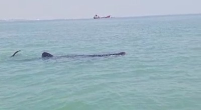 Hiu Tutul Muncul di Perairan Lamongan Jadi Hiburan Nelayan