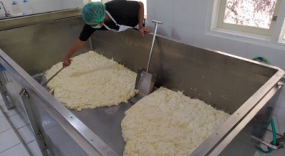 Gurihnya Keju Mozarella Asal Brau Kota Batu, Omzet per Bulan Bikin Geleng-geleng