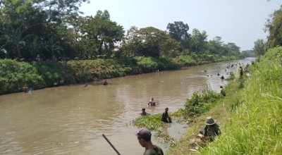 Tradisi Pladu, Ratusan Warga Tulungagung Berebut Ikan Mabuk