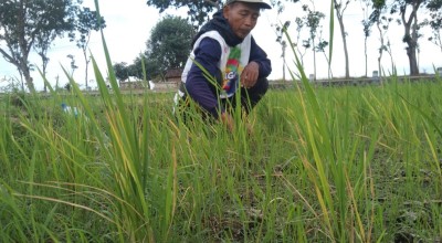 Petani Tulungagung Merogoh Kocek demi Mengairi Sawah