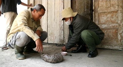Trenggiling Ditemukan Warga Ponorogo akan Direhabilitasi di Madiun Umbul Square