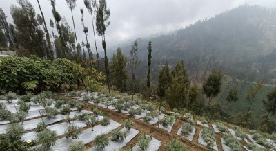 Melihat Taman Edelweiss Desa Wonokitri Pasuruan, Pesona Bunga Abadi Suku Tengger Bromo