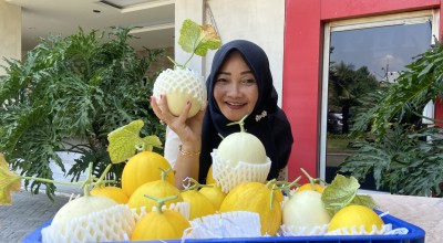 Mencicipi Melon Hidroponik Budidaya Petani Kediri, Lebih Manis dan Crunchy