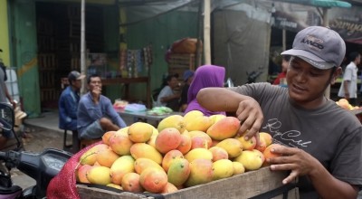 Mangga Podang Mulai Padati Pasar Banyakan Kediri, Serbu Yuk!